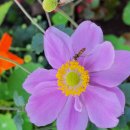 꽃지사랑 이미지