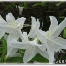 글사랑방 이미지