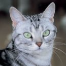 행복한고양이 이미지