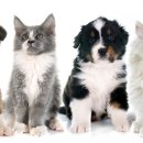 24시 더케어 동물의료센터 이미지