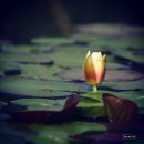광동천 이미지