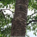 덕암빌라 | 청주자연휴양림, 상당산성자연휴양림 힐링 후기