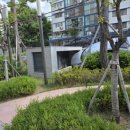 위풍당닭 이미지