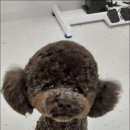 굿데이멍 이미지