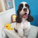 애견샵컬리독 이미지