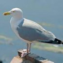 Where the Crawdads Sing 이미지