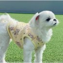 놀루오숑 이미지