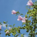 호국로 배롱나무길 | 대구 숨은 배롱나무 명소 서계서원 실시간 개화상황 주차 포토존