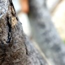 적단풍나무의 새 이파리 이미지