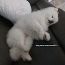 순대벅스 이미지