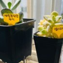 살구미농원 네이버블로그