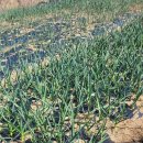 광주농장 이미지