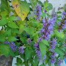 매울 향 이미지