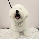 은평애견 이미지