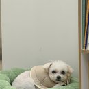 댕댕이펫살롱 이미지