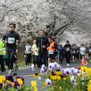 2023 대청호 벚꽃길 마라톤 대회 이미지