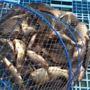 살구골낚시터 이미지