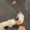 프랑소와펫 아카데미 이미지