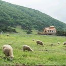 무등산양떼목장 이미지