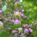 봉숭아손톱 이미지