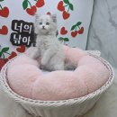 강아지고양이유기견무료말티푸랙돌먼치킨포메라니안
