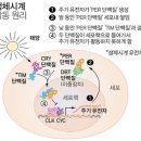 최신 미병의학 26강 - Ⅱ. 생명과학에 근거한 생체시계 이론 이미지