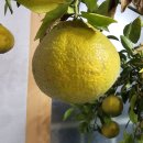 화분에서 키우는 한라봉 이미지