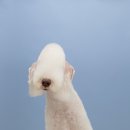 릴리리독 이미지