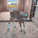 주령축산 이미지