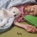 착한강아지 이미지