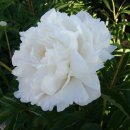 인터넷짱 이미지