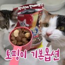 장평펫샵(장평동물병원) | 긴노스푼 고양이사료 후기｜몰리스펫샵스타필드하남점에서 통살 치킨토핑·캔 구매