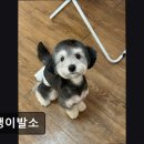 댕댕이발소 이미지