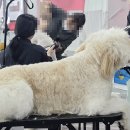애견미용 - 중랑구 봉화산로3길 131 | 애견미용