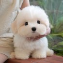 강아지고양이 미유펫 청주점 | 청주강아지분양 비교끝에 미유펫