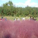 뮬리Muhly