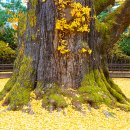 방학동 은행나무 이미지