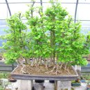 블루트윈스 이미지