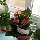 한림성모유치원 이미지