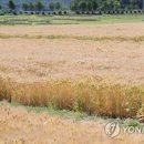 청보리들녘 이미지