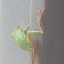 청개구리 이미지