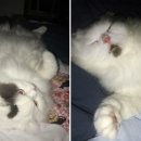 묘연고양이병원 이미지