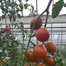 다민농장 이미지