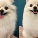 젠틀그루밍 이미지