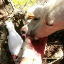 행복애견 이미지