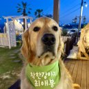 착한아저씨 최래봉과 착한강아지 최애봉 (유튜브시작!!)