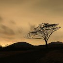 제주도여행-왕따나무(이시돌목장) 이미지