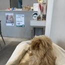 노블동물병원 | 사직동 노블동물병원 :: 강아지 접종 / 종합백신 / 비용 : 강아지 호텔 / 내돈내산 후기