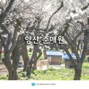 순광꽃농원 | 2024 양산 원동 매화축제 양산 순매원 매화 부산근교 가볼만한곳