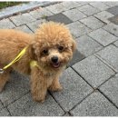 양산유치원 | 전문가 원장님이 직접 교육하는 양산 애견유치원, 디엠 다우리 도그 센터 솔직 이용 후기!